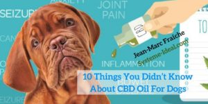 10-Things-You-Didn-t-Know-About-CBD-Oil-For-Dogs-Jean-Marc-Fraiche-VousEtesUnique.com