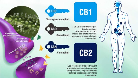 Les propriétés médicale du CBD CBD1-CBD2-Jean-Marc-Fraiche-VousEtesUnique.com