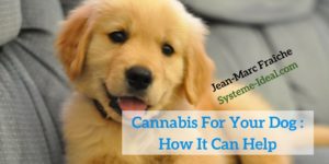 Cannabis-For-Your-Dog-How-It-Can-Help-Jean-Marc-Fraiche-VousEtesUnique.com