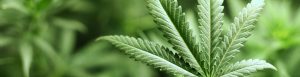 Chanvre-CBD-Hemp-Herbals-3-France-Jean-Marc-Fraiche-HB-Naturals