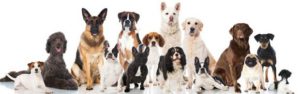 Chiens-CBD-Hemp-Herbals-HB-Naturals-Jean-Marc-Fraiche