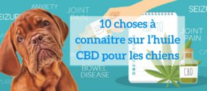 Chiens-HempWorx-CBD-Jean-Marc-Fraiche-MyDailyCHoice-768