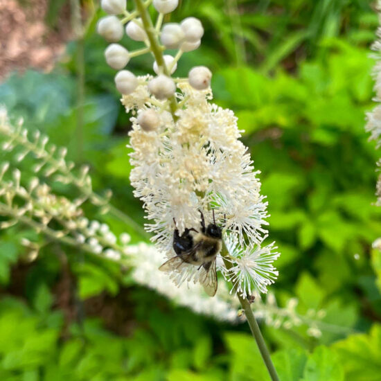 Hormonal Balance for women Cohosh-noir-Jean-Marc-Fraiche-VousEtesUnique.com