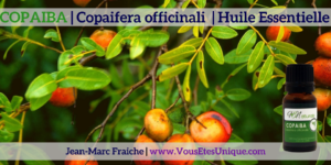 Copaiba-Copaifera-officinali-Huile-Essentielle-v2-Jean-Marc-Fraiche-VousEtesUnique.com