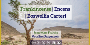 Frankincense-Encens-Huile-Essentielle-Jean-Marc-Fraiche-VousEtesUnique
