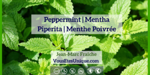 Peppermint-Mentha-Piperita-Menthe-Poivree-Huile-Essentielle-Jean-Marc-Fraiche-VousEtesUnique.com