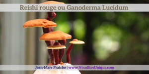 Reishi-rouge-Ganoderma-Lucidum-Jean-Marc-Fraiche-VousEtesUnique.com