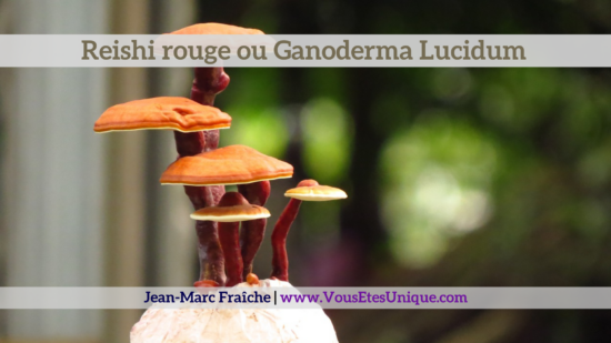 Reishi-rouge-Ganoderma-Lucidum-Jean-Marc-Fraiche-VousEtesUnique.com