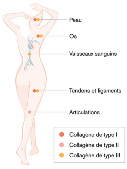 Type-de-collagene-Jean-Marc-Fraiche-OsezGagner.com