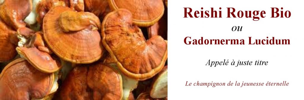 Reishi rouge ou Ganoderma Lucidum ganoderma-lucidum-ou-resihi-Cafe-organique-lg-Jean-Marc-Fraiche-Partage66.com