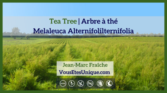 Coffret aux huiles essentielles de qualité thérapeutique premium tea-tree-Melaleuca-alternifolia-Arbre-a-the-Huile-Essentielle-JeanMarc-Fraiche-VousEtesUnique
