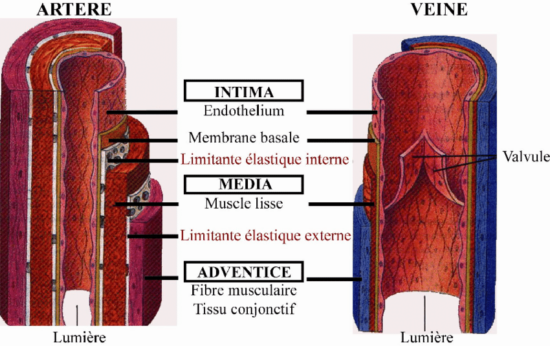 vascunyl-Anatomie-de-l-artere-et-de-la-veine-Jean-Marc-Fraiche-VousEtesUnique.com